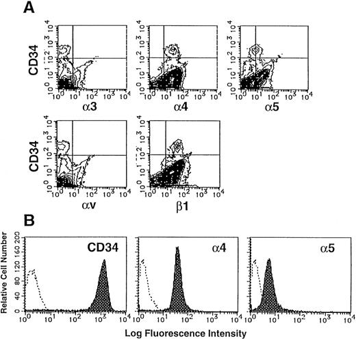 Fig. 1. Expression of integrins on human CD34+cells. (A) UCB MNC were stained with MoAbs specific for human integrin α3, α4, α5, αv, or β1 subunit and FITC-conjugated goat anti-mouse IgG, and then with PE-conjugated anti-human CD34 MoAb. The stained cells were analyzed by flow cytometry. Quadrants are indicated to show levels of background staining observed with appropriate irrelevant control antibodies. (B) Purified CD34+ cells were stained with anti–CD34-PE, anti–α4-FITC or anti–α5-FITC (shaded histograms). The levels of background staining with negative control antibodies (open histograms) are shown in each panel for direct comparison.