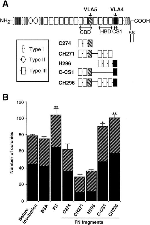 Fig. 5. Effects of FN fragments on the clonogenic capacity of human hematopoietic progenitor cells. (A) Schematic representation of FN molecules and FN fragments. FN is made up of a series of repeats termed Type I, II, and III. Regions of FN with proved cell-binding activity are shown as the RGD-containing CBD, the nonintegrin-dependent HBD, and the LDV-containing CS1 region (CS1). The portions adhere to VLA4 (▪) and VLA5 (▧) are also indicated. (B) The human CD34+ cells were incubated with 0.5 nmol/mL of FN or each FN fragment in serum-free IMDM at 37°C for 1 hour and subsequently cultured in methylcellulose media at 3.0 × 102/mL to assess their clonogenic capacity. BSA was used as a control protein. The data are shown as mean ± SD of duplicate cultures. Statistically significant differences from a control (before incubation) value are indicated by one (P < .05) or two (P < .01) asterisks. Similar results were obtained in three independent experiments. (▨), BFU-E; (▪), CFU-GM.