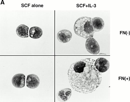 Fig. 6. Effects of FN on the clonogenic efficiency of EML-C1 cells. (A) Cytocentrifuged preparations of the colonies generated in the presence of SCF alone or SCF + IL-3, with or without FN, respectively, were photographed after Giemsa staining. (B) After exposure to FN, EML-C1 cells (1.0 × 103) were plated in methylcellulose media containing SCF alone or SCF + IL-3. The number of CFU-Blast and CFU-GM were assessed on day 14 and day 7 of culture. The data represent mean ± SD of triplicate cultures and statistically significant differences from control (BSA) values are indicated by two (P < .01) asterisks. Similar results were obtained in three independent experiments.
