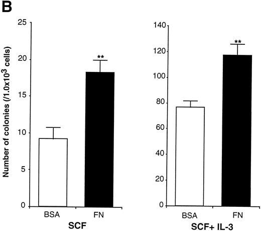 Fig. 6. Effects of FN on the clonogenic efficiency of EML-C1 cells. (A) Cytocentrifuged preparations of the colonies generated in the presence of SCF alone or SCF + IL-3, with or without FN, respectively, were photographed after Giemsa staining. (B) After exposure to FN, EML-C1 cells (1.0 × 103) were plated in methylcellulose media containing SCF alone or SCF + IL-3. The number of CFU-Blast and CFU-GM were assessed on day 14 and day 7 of culture. The data represent mean ± SD of triplicate cultures and statistically significant differences from control (BSA) values are indicated by two (P < .01) asterisks. Similar results were obtained in three independent experiments.