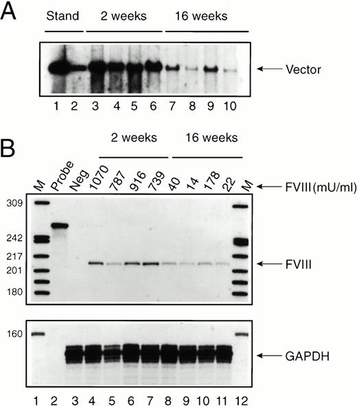 Fig. 3. Time course of vector persistence in exon 17–disrupted hemophiliac mice. Av1H8101 (4 × 1010 particles/mouse) was administered via tail vein injection to a group of 8 exon 17–disrupted hemophiliac mice. FVIII biological activity was measured before and at 2 and 16 weeks after vector administration. Groups of four mice each were killed at 2 or 16 weeks, and DNA and RNA were isolated from each mouse liver. (A) Southern analysis. Each DNA sample (10 μg) was digested with BamHI. The arrow designates a 3.4-kb fragment containing the vector-derived FVIII sequence. The standards (lanes 1 and 2) were generated by digesting purified Av1H8101 viral DNA in amounts equivalent to 10 and 1 vector copies per cell. Lanes 3 through 6 and 7 through 10 represent liver DNA from mice treated with Av1H8101 or Av3H8101, respectively. No vector was detected in uninjected control mouse liver DNA (data not shown). (B) FVIII protein expression and RNAse protection analysis. Plasma levels of biologically active FVIII protein measured in each mouse are displayed above the lanes. FVIII levels at 2 weeks and 16 weeks are displayed above lanes 4 through 7, and 8 through 11, respectively. For the RNAse protection analysis, 50 μgs of total cellular RNA isolated from the mouse livers were used in each reaction. The arrow labeled FVIII designates the 212-nt human FVIII-specific protected probe fragment. Lane 2 contains undigested full-length probe. Lane 3 contains liver RNA isolated from an uninjected control exon 17–disrupted hemophiliac mouse. Lanes 4 through 7 and 8 through 11 represent RNA from mice at 2 or 16 weeks after vector treatment, respectively. Lanes 1 and 12 contain32P-labeled DNA molecular-weight markers. The lower panel displays a separate RNAse protection assay using 20 μg of total cellular mouse liver RNA and an antisense RNA probe encoding a portion of the mouse glyceraldehyde 3-phosphodehydrogenase (GAPDH) cDNA. The arrow labeled GAPDH designates the 134-nt mouse GAPDH-specific protected probe fragment.
