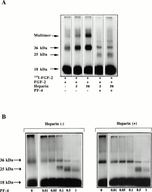 Fig. 7. (A and B) Effect of PF-4 on FGF-2 dimerization. Five nanograms 125I–FGF-2 and 500 ng unlabeled FGF-2 were incubated in 45 μL PBS with or without heparin and specified PF-4 concentration. After 1 hour of incubation, 5 μL cross-linking reagent was added and the samples were incubated for further 30 minutes. At the end of the incubation period, extraction buffer was added and the samples were boiled and loaded on a 12% SDS-PAGE. The dried gels were analyzed by autoradiography. (A) Effect of increasing heparin concentrations (ng) on FGF-2 dimer formation in the presence of 1 μg PF-4. (B) Concentration dependency of the effect of PF-4 (μg) on FGF-2 dimerization in the absence (left panel) or presence (right panel) of 50 ng heparin.