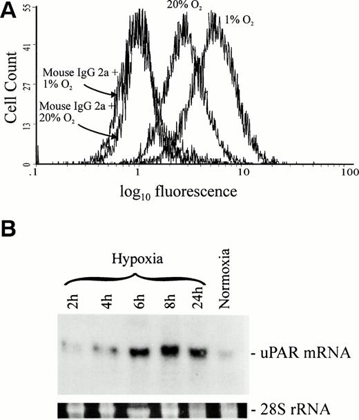 Fig. 1. Effect of hypoxia on uPAR protein and mRNA levels in HTR-8/SVneo cells. (A) Analysis of uPAR expression by HTR-8/SVneo cells using flow cytometry showed an average increase of 68% in the mean fluorescence intensity when cells were cultured under hypoxic conditions and labeled with MoAb 3937. This figure is representative of seven independent experiments. (B) Northern blot analysis showed a 2.5-fold increase in uPAR mRNA levels after only 4 hours of hypoxic culture when compared with uPAR mRNA levels in cells cultured under standard conditions. The levels of uPAR transcript increased by fivefold at 6 hours of culture under hypoxia and remained high at 8 and 24 hours. Relative levels of uPAR mRNA were determined with a SigmaGel gel analysis program using 28S rRNA to correct for differences in the amount of RNA loaded onto the gel.