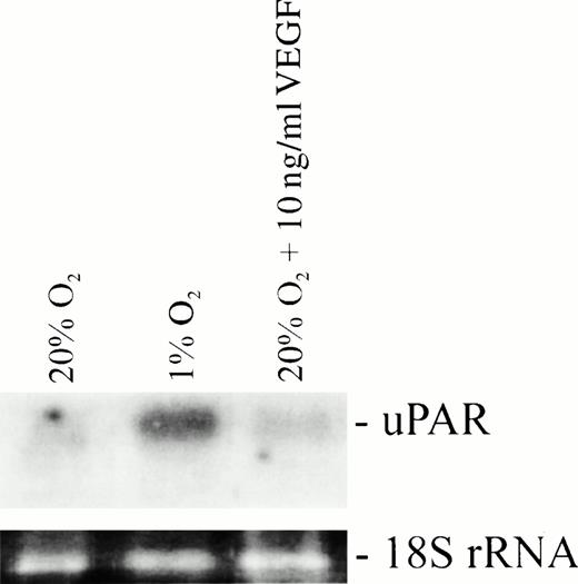 Fig. 2. Effects of hypoxia and VEGF on uPAR mRNA levels in HTR-8/SVneo cells assessed by Northern blot analysis. VEGF did not increase the expression of uPAR mRNA when incubated with cells under normoxic conditions.