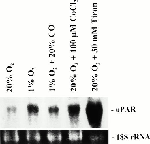 Fig. 4. Effect of hypoxia, carbon monoxide, cobalt chloride, and Tiron on the levels of uPAR mRNA in HTR-8/SVneo cells. Cells were cultured for 24 hours under the conditions listed over each lane of the figure. Levels of uPAR mRNA were increased 2.8, 1.8, 3.5, and >10-fold, respectively, within cells cultured under hypoxic (1% O2) conditions, hypoxic conditions in the presence of 20% carbon monoxide, and standard (20% O2) conditions in the presence of either cobalt chloride or Tiron, in comparison to cells cultured under standard conditions alone (lane 1). Carbon monoxide reduced the hypoxia-mediated increase in uPAR mRNA by 35%.