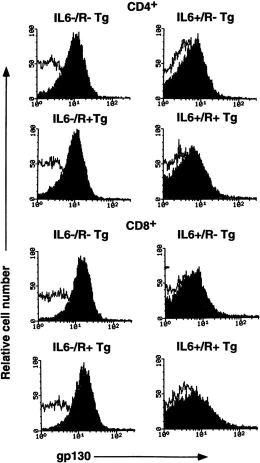 Fig. 5. FACS analysis of gp130 on splenic T cells from transgenic mice. IL-6 single transgenic mice (IL-6+/R−Tg), IL-6R single transgenic mice (IL-6−/R+Tg), IL-6/IL-6R double transgenic mice (IL-6+/R+ Tg) and wild-type mice (IL-6−/R− Tg) were analyzed. Freshly isolated CD4+ T cells and CD8+ T cells from spleen were stained with RX19 and control rat myeloma IgG2a. Closed and open histograms show the staining with RX19 and control rat myeloma IgG2a, respectively.