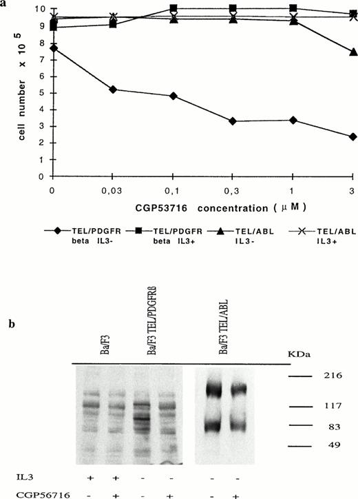 Fig. 1. Growth inhibition of TEL/PDGFRβ-expressing Ba/F3 cells by CGP53716. (a) TEL/PDGFRβ- or TEL/ABL-expressing cells were seeded at a density of 3.105 cells/mL with or without IL-3 and in the presence of different concentrations of CGP53716 (provided by CIBA-GEIGY, Basel, Switzerland). Cell numbers were determined after 24 hours of culture. (⧫), TEL/PDGFRβ IL-3−; (▪), TEL/PDGFRβ IL-3+; (▴), TEL/ABL IL-3−; (X), TEL/ABL IL-3+. (b) In contrast to TEL/PDGFRβ- or TEL/ABL-expressing Ba/F3 cells, control Ba/F3 cells were maintained with IL-3. These cells were either untreated (−) or treated (+) for 18 hours with 0.3 μmol/L of CGP56713. Cell lysates were analyzed by Western blotting using an antiphosphotyrosine antibody.