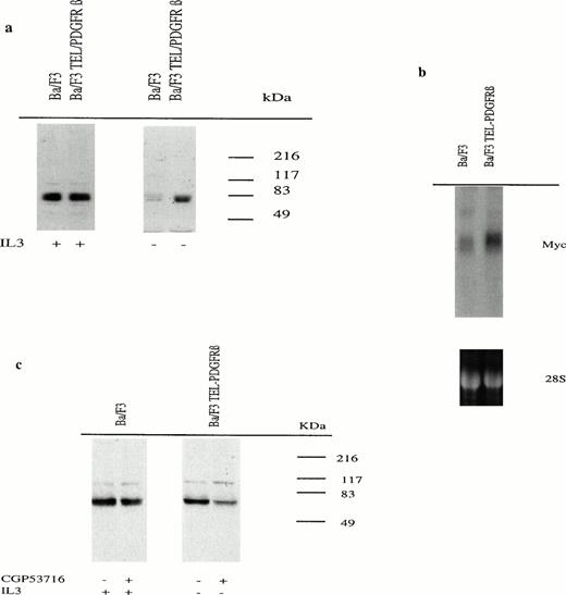 Fig. 2. Myc mRNA and protein expression in Ba/F3 cells expressing or not TEL/PDGFRβ. (a) Cells were cultured for 24 hours in the presence (+) or in the absence (−) of IL-3. Cell lysates were analyzed by Western blotting using an anti-Myc antibody. (b) Total RNA from Ba/F3 cells transfected with either the control vector or TEL/PDGFRβ and cultured for 18 hours without IL-3 were analyzed by Northern blotting using an Myc cDNA probe. Lower panel is ethidium bromide staining of the 28S ribosomal RNA used as a control of RNA concentration in each lane. (c) Untransfected Ba/F3 cells as well as TEL/PDGFRβ-expressing cells were cultured for 18 hours in the presence (+) or in the absence (−) of IL-3, respectively, with (+) or without (−) 0.3 μmol/L of CGP53716. Cell lysates were analyzed by Western blotting using an anti-Myc antibody.
