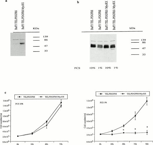 Fig. 3. Myc expression and cell growth of TEL/PDGFRβ Ba/F3 cells expressing or not MycRX. (a) Protein extracts from Ba/F3 cells either transfected with TEL/PDGFRβ or cotransfected with TEL/PDGFRβ and MycRX were analyzed by Western blotting using an antibody directed against the C-terminal part of Max. (b) TEL/PDGFRβ-transfected Ba/F3 cells expressing or not expressing MycRX were cultured for 24 hours with 1% or 10% FCS, and cell lysates were analyzed by Western blotting using an Myc antibody directed against the N-terminal part of Myc. (c) TEL/PDGFRβ-transfected Ba/F3 cells expressing or not expressing MycRX were seeded at a density of 105 cells/mL in the absence of IL-3 and in the presence of either 1% or 10% FCS. Cell numbers were determined at different times of culture. Data represent the mean ± SD of three independent experiments (*P < .0001 v TEL/PDGFRβ). (▪), TEL/PDGFRβ; (•), TEL/PDGFRβ/MycRX.