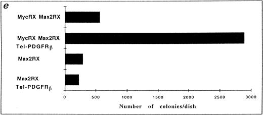Fig. 4. Expression of a dominant negative mutant of Myc impairs soft-agar colony formation by TEL/PDGFRβ. The Rat-1 expressing dominant negative mutants of Myc (MycRX, Max2RX) and transfected with the TEL/PDGFRβ vector or the control vector were plated in soft agar and the formation of colonies was assessed after 2 weeks of culture. (a) Rat-1 MycRX/Max2RX, (b) Rat-1 MycRX/Max2RX expressing TEL/PDGFRβ, (c) Rat-1 Max2RX, (d) Rat-1 Max2RX expressing TEL/PDGFRβ, (e) Number of colonies per dish. Only the colonies < 0.3 mm were counted. This is representative of three independent experiments.