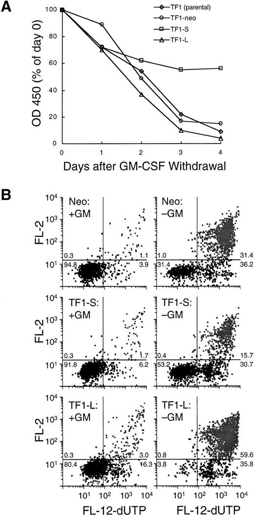 Fig. 4. (A) Growth and viability in the absence of GM-CSF. TF1 parental cells, TF1-neo clones (n = 4), TF1-S clones (n = 9), and TF1-L clones (n = 8) were washed extensively and replated at 2.5 × 105 cells/mL in medium lacking GM-CSF. Daily determinations of viable cell number were performed as in Fig 3. The final plotted value is the average for all clones tested. The day 0 value was set at 100%, and represents a colorimetric determination performed 1 hour after plating. (B) Apoptosis determination using a TUNEL assay (see Materials and Methods) after 72 hours of culture in the presence (left panels) or absence (right panels) of GM-CSF. Top panels: TF1-neo; middle panels: TF1-S; bottom panels: TF1-L. Viable cells are represented in the left lower quadrant of each panel, early (live) apoptotic cells are in the right lower quadrant, and late-stage apoptotic (dead) cells are displayed in the right upper quadrant. The number in each quadrant represents the percent of events in that quadrant.