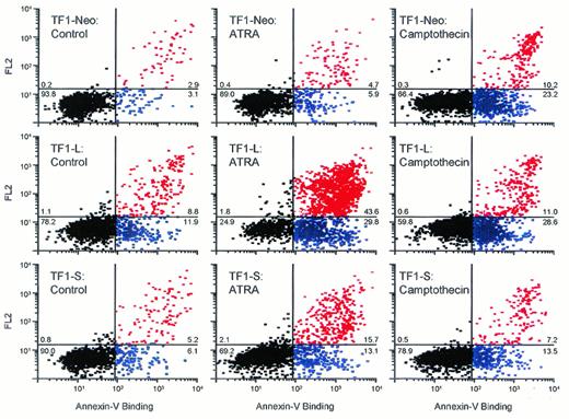 Fig. 5. Apoptosis in response to ATRA or camptothecin. TF1-neo cells (top panels) and TF1 cells expressing the type L (middle panels) or S (lower panels) PML-RARα isoforms were plated at 1 × 105 cells/mL in complete medium (+GM-CSF) and cultured with vehicle alone (left panels), ATRA (10−6 mol/L, 96 hours; middle panels), or camptothecin (0.15 mol/L, 16 hours; right panels). Apoptosis was evaluated by flow cytometry after staining cells with an FITC-conjugated Annexin-V antibody (1 μ/mL) and propidium iodide (2.5 μg/mL) as discussed in Materials and Methods. Black dots, viable cells; blue dots, early stage (live) apoptotic cells; red dots, late stage (dead) apoptotic cells. The percentages of events in each quadrant are shown.