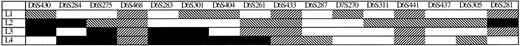 Fig. 5. Four NHL patients with LOH on chromosome 6. Filled box (▪) indicates retention of two alleles. White box (□) indicates LOH. Diagonally striped box (▧) indicates that the marker was not informative or reverse stripes (▨) that the marker was not evaluable or not done.