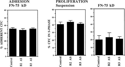 Fig. 5. Anti–BCR-ABL AS-ODNs do not alter normal CFC adhesion or proliferation. A total of 10,000 normal DR+ cells were incubated in serum-free medium for 96 hours with or without addition of b2a2 and b3a2breakpoint-specific ODNs. After incubation, cells were either kept in suspension or were cocultured with FN- (75 kD) coated wells for 4 hours and their adhesion and proliferation were evaluated as described in the text. Results represent the mean ± SEM for eight separate experiments.