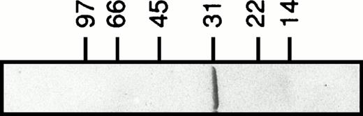 Fig. 1. Recombinant human galectin-3. Galectin-3 (3 μg) produced in E coli and purified as described18 is shown on a Coomassie-stained SDS-polyacrylamide gel (5% to 20%).