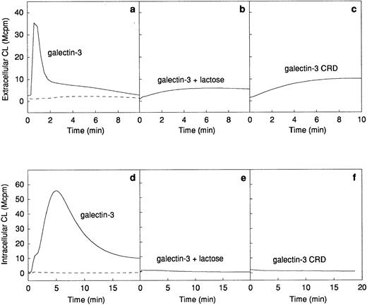 Fig. 2. Galectin-3–induced activation of the NADPH-oxidase in exudated neutrophils. The NADPH-oxidase activity in peripheral blood neutrophils (106 cells; dashed lines) or exudated neutrophils (106 cells; solid lines) was assessed. The figure shows the neutrophil responses to galectin-3 (20 μg/mL; a and d), galectin-3 (20 μg/mL) in the presence of lactose (10 mmol/L; b and e), and collagenase digested galectin-3 (CRD; 20 μg/mL; c and f). The extracellular release of superoxide anion (a through c) was measured in the presence of HRP (4 U) and isoluminol (5 × 10−5 mol/L) while the intracellular production of superoxide (d through f) was measured in the presence of SOD (50 U), catalase (2,000 U), and luminol (5 × 10−5 mol/L). Responses are given as chemiluminescence (CL) units in megacounts per minute (Mcpm).