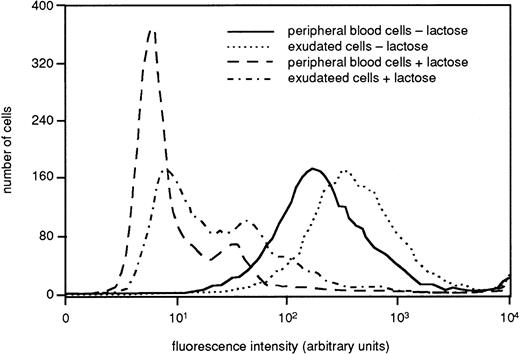 Fig. 3. Presence of galectin-3–binding sites on the surface of resting and exudated neutrophils. Exudated cells were compared with resting peripheral blood cells regarding ability to bind galectin-3. The cells (106) were paraformaldehyde fixed, incubated with FITC-labeled galectin-3 in the presence or absence of lactose (50 mmol/L), and analyzed by flow cytometry. The figure shows a histogram from one representative experiment out of three.