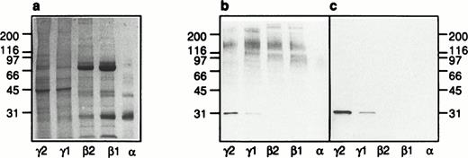 Fig. 8. Subcellular localization of galectin-3–binding proteins in neutrophils. The organelles were obtained by fractionation of disintegrated peripheral blood neutrophils on a three-step Percoll gradient (α, β1, and β2)30 and a flotation gradient (γ1 and γ2),29 respectively (Fig 7). A Coomassie-stained SDS-polyacrylamide gel (5% to 20%; a) with separated proteins from the neutrophil plasma membrane (γ2), secretory vesicles (γ1), gelatinase granules (β2), specific granules (β1), and azurophil granules (α), respectively, corresponding to the fractionated content of 5 × 106cells, is shown together with corresponding Western blots (b and c). The blots were incubated with galectin-3 (8 μg/mL) in the absence (b) or presence (c) of lactose (100 mmol/L), followed by incubation with antibodies directed against galectin-3 (anti–Mac-2 antibodies; culture supernatant from the hybridoma M3/38; 1/25) and finally with HRP-labeled rabbit anti-rat Ig antibodies (DAKO P0450; 1/1,000). The blots were developed with peroxidase substrate (VIP Kit; Vector). Molecular sizes are given in kilodaltons.