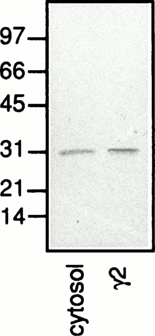 Fig. 9. A Western blot with separated proteins from neutrophil plasma membrane (γ2) and cytosol, corresponding to the fractionated content of 5 × 106 and 1 × 106 cells, respectively. The blot was incubated with antibodies directed against galectin-3 (anti–Mac-2 antibodies; culture supernatant from the hybridoma M3/38; 1/25) followed by HRP-labeled rabbit anti-rat Ig antibodies (DAKO P0450; 1/1,000), after which the blot was developed with peroxidase substrate (VIP Kit; Vector). Molecular sizes are given in kilodaltons.