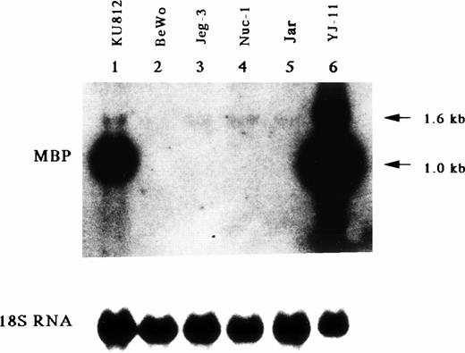 Fig. 2. Northern blot analysis for mRNA encoding eosinophil granule MBP in various leukemic cell lines. Lane 1, human basophilic leukemia cell line, KU812; lanes 2 through 5, human choriocarcinoma cells, BeWo (lane 2), Jeg-3 (lane 3), Nuc-1 (lane 4), and Jar (lane 5); lane 6, human eosinophil-committed leukemic cell line, YJ-11. The blot was sequentially probed with an MBP cDNA and an 18S rRNA cDNA probes to control for RNA loading.
