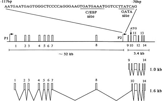 Fig. 3. (A) Map of the human MBP gene and the positively acting cis-elements of MBP P2 promoter. The structure of the MBP gene was based on the study of Li et al.29 (B) Identification of the transcriptional start site of the MBP gene (P2). Ten micrograms of poly(A)+ RNA from YJ-11 cells was subjected to primer extension and the resulting radiolabeled DNA product was electrophoresed on a 6% denaturing polyacrylamide gel next to M13mp18 DNA-sequence size markers.