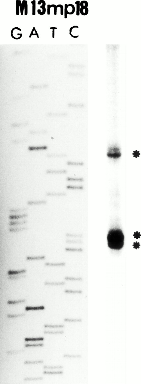 Fig. 3. (A) Map of the human MBP gene and the positively acting cis-elements of MBP P2 promoter. The structure of the MBP gene was based on the study of Li et al.29 (B) Identification of the transcriptional start site of the MBP gene (P2). Ten micrograms of poly(A)+ RNA from YJ-11 cells was subjected to primer extension and the resulting radiolabeled DNA product was electrophoresed on a 6% denaturing polyacrylamide gel next to M13mp18 DNA-sequence size markers.