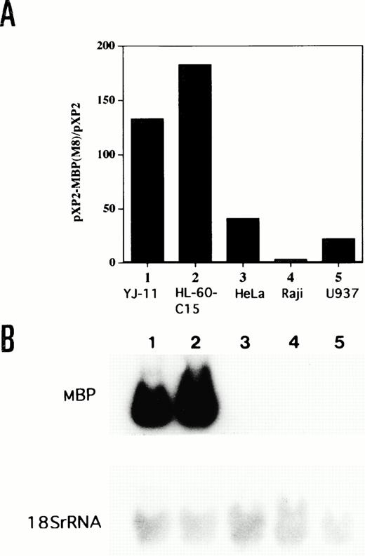 Fig. 5. (A) Comparative activity of the MBP P2 promoter in eosinophil (YJ-11, HL-60-C15), myelomonocytic (U937), lymphoid (Raji), and nonhematopoietic (HeLa) cell lines. Fifteen micrograms of the −117/MBP-luc promoter construct was transfected, along with 10 μg of pBluescript II KS(−) as carrier DNA, into each cell line. Promoter (luciferase) activities of the −117/MBP-luc construct were normalized based on the measurement of growth hormone expression from a control cotransfected CMV-hGH expression vector in the various cell lines. (B) Northern blot analysis for mRNA encoding eosinophil granule MBP in the various cell lines. Fifteen micrograms of total RNA isolated from the indicated human cell lines was hybridized to the MBP cDNA. Lane 1, YJ-11; lane 2, HL-60-C15; lane 3, HeLa; lane 4, Raji; and lane 5, U937. Hybridization of the same filter to a 18S rRNA probe is shown as control for amounts of RNA.