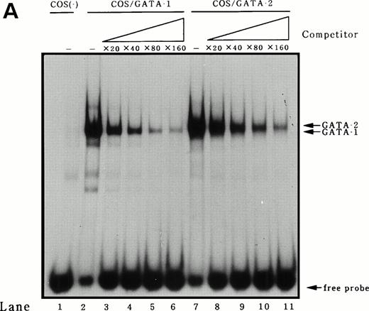 Fig. 7. Analysis for the binding affinity of GATA-1 and GATA-2 to the GATA consensus site in the MBP promoter by EMSA. (A) Competitor with the unlabeled oligonucleotides was added using increasing amounts of 0 to 160-fold molar excess as indicated. A double-stranded MBP promoter oligonucleotide extending from bp −93 to −58 was end-labeled and incubated with 1 μg of poly (dI-dC) in the absence of nuclear extract (lane 1) or in the presence of 8 μg of nuclear extracts from COS 7 cells which was transfected with GATA-1 (lanes 2 through 6) or GATA-2 (lanes 7 through 11) expression vectors. (B) Quantitation of the competition efficiency of the MBP promoter oligonucleotide for GATA-1 or GATA-2 binding. The radioactivity of each band was quantitated with a BAS-2000II radioanalysis imaging system (Fujix, Tokyo, Japan).