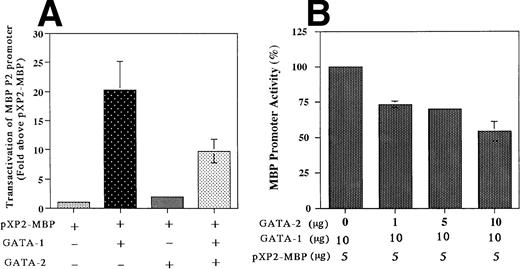 Fig. 8. Transactivation of the MBP P2 promoter by GATA-1 and GATA-2 (A) and competitive inhibition by GATA-2 (B). Transactivation of the MBP P2 promoter (bp −117/MBP-pXP2) in Jurkat cells, in which neither GATA-1 nor GATA-2 transcription factors are expressed. The T-lymphocytic Jurkat cell line was transfected by the electroporation method with 15 μg of the MBP P2 promoter construct −117 MBP-luc along with one of the following expression constructs: pXP2-MBP (control), 20 μg of pEF-BOS (the control plasmid containing elongation factor promoter without cDNAs); pXP2-MBP + GATA-1, 10 μg of pEF-hGATA-1 and 10 μg of EF-BOS; pXP2-MBP + GATA-2, 10 μg of pEF-hGATA-2 and 10 μg of pEF-BOS; pXP2-MBP + GATA-1 + GATA-2, 10 μg of pEF-hGATA-1 and 10 μg of pEF-hGATA-2. Luciferase activity was measured 24 hours after transfection and normalized for transfection efficiency based on the activity of a cotransfected β-galactosidase expression vector (CMV-βGAL). Data are shown as the mean of three independent experiments (±SEM).