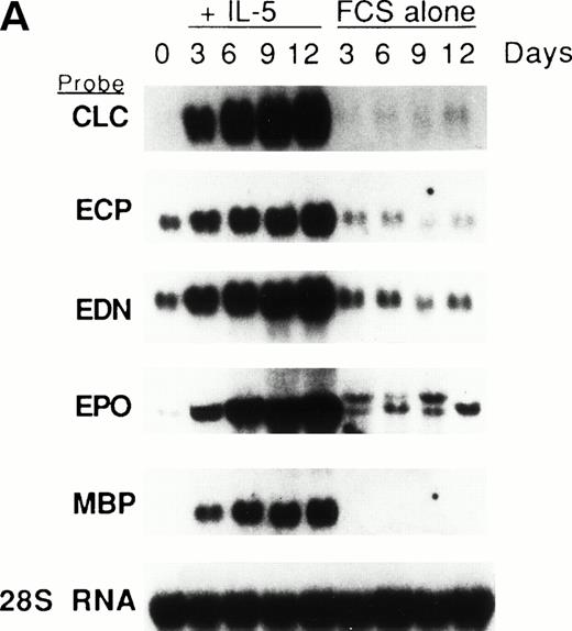 Fig. 11. (A) Northern blot analyses of mRNA for eosinophil granule proteins in normal human bone marrow (hBM) cells cultured with IL-5. hBM cells were cultured in the presence or absence of the supernatant (10% vol/vol) from X63Ag8-653-mIL-5 myeloma cells as a source of IL-5. Total RNA was obtained at days 0, 3, 6, 9, and 12 of culture. Each lane contains 8 μg of total RNA. Exposure to x-ray film was for 18 hours. (B) mRNA expression for hGATA-1 in normal hBM cells cultured with IL-5. Southern blot analysis of RT-PCR products amplified from 1 μg of total RNA extracted from hBM cells cultured in the presence or absence of the supernatant from X63Ag8-653-mIL-5 myeloma cells as a source of IL-5. Total RNA was obtained at days 0 (lane 1), 3 (lanes 2 and 6), 6 (lanes 3 and 7), 9 (lanes 4 and 8), and 12 (lanes 5 and 9) of culture. The blot was probed simultaneously with hGATA-1 cDNA and β-actin as an internal control. Each lane contains 1/10th of the amplification products from each time point. (C) Northern blot analysis of mRNA for hGATA-2 in hBM cells stimulated with (IL-5) or without (FCS alone) the supernatant from X63Ag8-653-mIL-5 myeloma cells as a source of IL-5. Total RNA was obtained at days 0, 3, 6, and 9 of culture. Each lane contains 3.5 μg of total RNA.