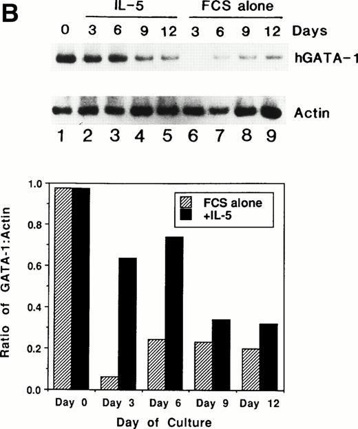 Fig. 11. (A) Northern blot analyses of mRNA for eosinophil granule proteins in normal human bone marrow (hBM) cells cultured with IL-5. hBM cells were cultured in the presence or absence of the supernatant (10% vol/vol) from X63Ag8-653-mIL-5 myeloma cells as a source of IL-5. Total RNA was obtained at days 0, 3, 6, 9, and 12 of culture. Each lane contains 8 μg of total RNA. Exposure to x-ray film was for 18 hours. (B) mRNA expression for hGATA-1 in normal hBM cells cultured with IL-5. Southern blot analysis of RT-PCR products amplified from 1 μg of total RNA extracted from hBM cells cultured in the presence or absence of the supernatant from X63Ag8-653-mIL-5 myeloma cells as a source of IL-5. Total RNA was obtained at days 0 (lane 1), 3 (lanes 2 and 6), 6 (lanes 3 and 7), 9 (lanes 4 and 8), and 12 (lanes 5 and 9) of culture. The blot was probed simultaneously with hGATA-1 cDNA and β-actin as an internal control. Each lane contains 1/10th of the amplification products from each time point. (C) Northern blot analysis of mRNA for hGATA-2 in hBM cells stimulated with (IL-5) or without (FCS alone) the supernatant from X63Ag8-653-mIL-5 myeloma cells as a source of IL-5. Total RNA was obtained at days 0, 3, 6, and 9 of culture. Each lane contains 3.5 μg of total RNA.
