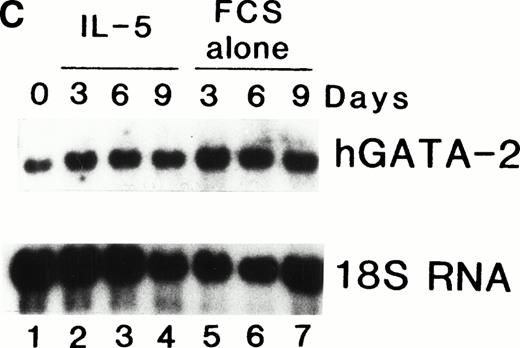 Fig. 11. (A) Northern blot analyses of mRNA for eosinophil granule proteins in normal human bone marrow (hBM) cells cultured with IL-5. hBM cells were cultured in the presence or absence of the supernatant (10% vol/vol) from X63Ag8-653-mIL-5 myeloma cells as a source of IL-5. Total RNA was obtained at days 0, 3, 6, 9, and 12 of culture. Each lane contains 8 μg of total RNA. Exposure to x-ray film was for 18 hours. (B) mRNA expression for hGATA-1 in normal hBM cells cultured with IL-5. Southern blot analysis of RT-PCR products amplified from 1 μg of total RNA extracted from hBM cells cultured in the presence or absence of the supernatant from X63Ag8-653-mIL-5 myeloma cells as a source of IL-5. Total RNA was obtained at days 0 (lane 1), 3 (lanes 2 and 6), 6 (lanes 3 and 7), 9 (lanes 4 and 8), and 12 (lanes 5 and 9) of culture. The blot was probed simultaneously with hGATA-1 cDNA and β-actin as an internal control. Each lane contains 1/10th of the amplification products from each time point. (C) Northern blot analysis of mRNA for hGATA-2 in hBM cells stimulated with (IL-5) or without (FCS alone) the supernatant from X63Ag8-653-mIL-5 myeloma cells as a source of IL-5. Total RNA was obtained at days 0, 3, 6, and 9 of culture. Each lane contains 3.5 μg of total RNA.