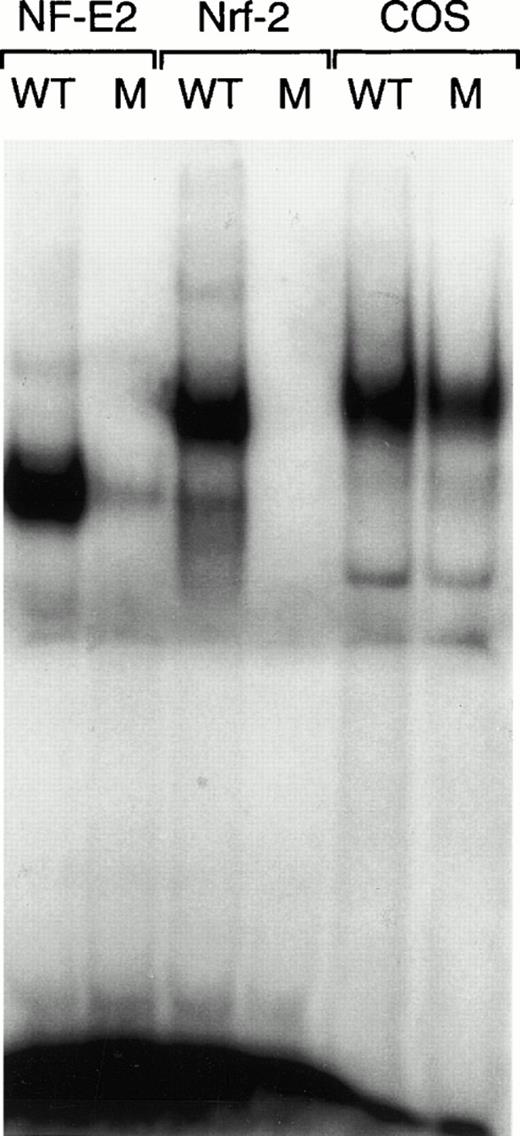 Fig. 1. Nrf-2/p18 heterodimers have the same DNA binding specificity as NF-E2. A gel mobility shift assay was performed on in vitro–translated p45/p18 NF-E2 (lanes 1 and 2) and Nrf-2/p18 heterodimers (lanes 3 and 4) and on nuclear extract from untransfected COS cells, as a source of AP-1 binding activity (lanes 5 and 6). The discriminatory mutant probe (M) differs from wild-type (WT) at one nucleotide.39