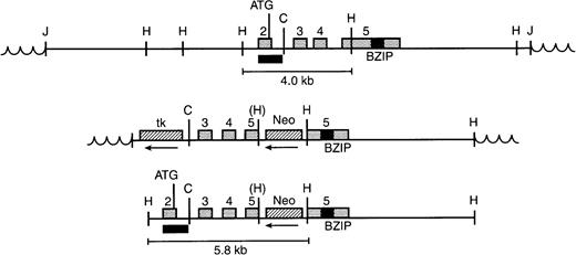 Fig. 2. Gene targeting strategy. (Top) Genomic clone containing exons 2-5 of Nrf-2 in EMBL3. Restriction sites indicated are Hind III (H) and Cla I (C). The exon 2 probe used to screen Southern blots is shown by a black box. The junction (J) with vector sequences (wavy lines) is shown, as is the germline Hind III fragment detected with the exon 2 probe. (Middle) Targeting vector showing insertion of the Neomycin resistance gene (Neo) into the fifth exon, in the reverse orientation relative to Nrf-2. An inactivated Hind III site is indicated by parentheses. The thymidine kinase gene (tk) is also in reverse orientation and lies outside the region of homology. (Bottom) Structure of the targeted allele after homologous recombination. The thymidine kinase gene has been lost as a result of homologous recombination. A rearranged 5.8-kb Hind III fragment is shown.