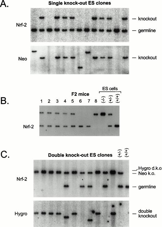 Fig. 3. Targeting of the Nrf-2 gene by homologous recombination. (A) Targeted disruption of one Nrf-2 allele. A representative Southern blot is shown hybridized with the Nrf-2 exon 2 probe (top) or a Neomycin resistance cDNA probe (bottom). The germline Hind III band of 4.0 kb is present in all clones. The 5.8-rearranged band, specific for homologous recombination, was present in about 60% of the clones. (B) Southern blot of tail DNA from the first F2 litter with controls. (C) Targeted disruption of both Nrf-2 alleles. A Southern blot is shown hybridized with the Nrf-2 exon 2 probe (top) or a hygromycin resistance cDNA probe (bottom). The second allele, disrupted by the hygromycin resistance gene, gives a 6.0-kb rearranged Hind III band and the appearance of a doublet on shorter exposures.