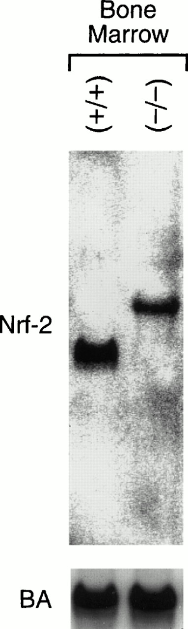 Fig. 4. Effect of gene targeting on Nrf-2 transcript size. Northern blot analysis of total RNA from bone marrow (Nrf-2 (+/+), 13.0 μg RNA; Nrf-2 (-/-), 9.6 μg RNA). The blot was probed with full-length Nrf-2 cDNA (top) or β-actin cDNA as a control (bottom).