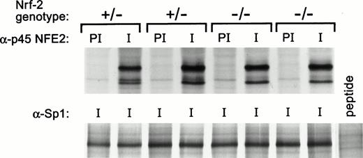 Fig. 5. NF-E2 expression in Nrf-2 (+/−) and Nrf-2 (-/-) fetal liver cells. NF-E2 was immunoprecipitated from fetal liver cells of day 13.5 to 15.5 embryos as described in Materials and Methods. Four fetal livers are shown from the embryos of one litter. Fourteen fetal livers from two litters were studied, and these results are representative. Nrf-2 genotype is indicated at the top with preimmune (PI) and immune (I) antisera. The extracts were serially immunoprecipitated with anti-Sp1 antibody (Santa Cruz) as a control. Sp1 peptide was added to one reaction as a negative control.