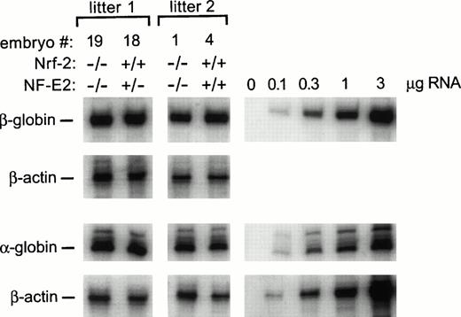 Fig. 8. Globin gene expression in embryos with combined deficiency of NF-E2 and Nrf-2. Compound heterozygous mice were mated and total RNA was extracted from the fetal livers of day 13.5 to 15.5 embryos. Genomic DNA was extracted from the heads of the embryos and analyzed for NF-E2 and Nrf-2 genotype. β- and α-globin and β-actin expression was analyzed by ribonuclease protection assay (1 μg RNA). The size of the protected transcripts was 245, 128, and 150 bp, respectively. As indicated at the top, comparisons were made between samples from the same litter. A standard curve was performed with RNA from murine erythroleukemia cells for each of the probes.