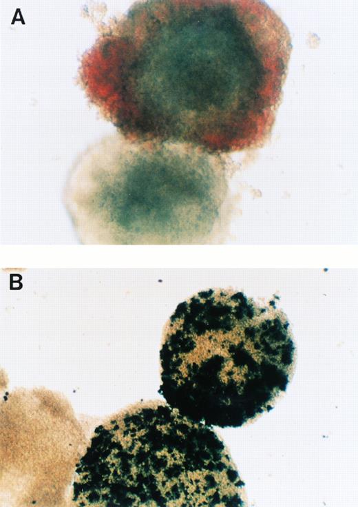 Fig. 6. In vitro differentiation of Nrf-2 (-/-) embryoid bodies. (A) Light microscopy of two Nrf-2 (-/-) embryoid bodies, one showing terminal erythroid differentiation. (B) Light microscopy of Nrf-2 (-/-) embryoid bodies after staining with benzidine.33
