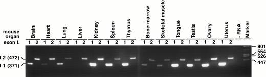Fig. 1. Hif1a exon I.1 and exon I.2-containing mRNA isoforms are detectable in most mouse tissues. RT-PCR analysis of total RNA isolated from the indicated mouse tissue. PCR was performed using forward primers unique to either exon I.1 or exon I.2 and a common reverse primer specific for exon III. Single PCR products were indicative for the exon I.1 (371 bp) or the exon I.2 (472 bp) mRNA isoform. Representative results of two to five independent experiments are shown. Note that the exon I.1 mRNA isoform could not be detected in liver.