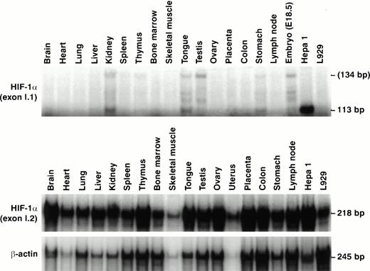 Fig. 2. Relative expression levels of Hif1a exon I.1 and exon I.2-containing mRNA isoforms in various mouse tissues. RNase protection assays using each 50 μg total RNA and exon I.1 and I.2-specific antisense probes. A total of 2 μg total RNA was used for the β-actin control reactions. Besides the sole protected 113-bp fragment in Hepa1 cells, a second mRNA species appeared in mouse tissues probably exceeding the 5′ end of the exon I.1 probe (134 nt).