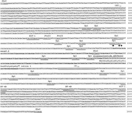 Fig. 3. Hif1a exon I.2 and flanking regions. The sequence of exon I.2 is in bold, repetitive elements and restriction enzyme recognition sites are underlined, and putative transcription factor consensus binding sites are double underlined. The transcription initiation sites mapped by primer extension and mung bean nuclease protection (see Fig 4) are indicated by filled arrows and the start of intron 1 by an open arrow. The predicted translation initiation codon and the first 12 amino acids of the exon I.2 isoform are indicated. The location of the oligonucleotide mHIFpex2 is depicted with a line over the sequence.
