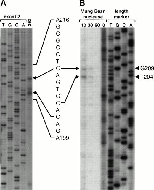 Fig. 4. Mapping of the Hif1a exon I.2 transcription initiation sites. (A) Primer extension. Poly(A)+ mRNA was isolated from mouse Hepa1 cells and annealed to the endlabeled, complementary oligonucleotide mHIFpex2 (see Fig 3). The primer was extended with reverse transcriptase and the products were resolved on a 6% denaturing polyacrylamide gel together with a sequencing reaction performed with the same oligonucleotide as primer and a plasmid containing the sequence shown in Fig 3 as template. (B) Nuclease protection. Total RNA derived from Hepa1 cells was hybridized to an endlabeled single-stranded antisense probe prepared as described in Materials and Methods. The DNA-RNA hybrids were treated with the indicated amounts of mung bean nuclease and separated on a sequencing gel along with an unrelated sequencing ladder that served as length marker. Numbers indicate the lengths of reaction products including the mHIFpex2 primer.