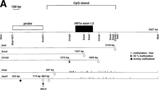 Fig. 6. Methylation pattern of the Hif1a exon I.2 region. (A) Map of the CpG methylation-sensitive restriction enzyme recognition sites selected to assess the methylation pattern of distinct CpG dinucleotides in the exon I.2 region. The methylation status of a particular restriction enzyme site is indicated by open and partially filled circles. (B) Southern blot analysis of genomic DNA isolated from various mouse cell lines and tissues. The DNA was cleaved either withXbaI alone, or in combination with CpG methylation-sensitive restriction enzymes cutting 5′ (Cfr42I, C), within (SmaI, S), or 3′ (NotI, N) of exon I.2. (C) Detailed exon I.2 upstream Southern blot analysis using the CpG methylation-sensitive restriction enzymes Cfr42I (C),HhaI (H) and HpaII (P), or the methylation-insensitiveHpaII-isoschizomer MspI (M). Note that anHpaII/MspI restriction fragment length polymorphism (RFLP) was detected.