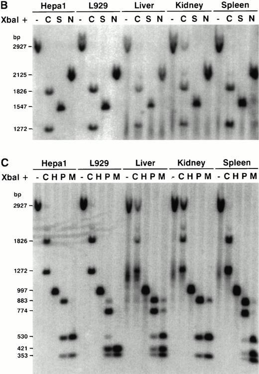 Fig. 6. Methylation pattern of the Hif1a exon I.2 region. (A) Map of the CpG methylation-sensitive restriction enzyme recognition sites selected to assess the methylation pattern of distinct CpG dinucleotides in the exon I.2 region. The methylation status of a particular restriction enzyme site is indicated by open and partially filled circles. (B) Southern blot analysis of genomic DNA isolated from various mouse cell lines and tissues. The DNA was cleaved either withXbaI alone, or in combination with CpG methylation-sensitive restriction enzymes cutting 5′ (Cfr42I, C), within (SmaI, S), or 3′ (NotI, N) of exon I.2. (C) Detailed exon I.2 upstream Southern blot analysis using the CpG methylation-sensitive restriction enzymes Cfr42I (C),HhaI (H) and HpaII (P), or the methylation-insensitiveHpaII-isoschizomer MspI (M). Note that anHpaII/MspI restriction fragment length polymorphism (RFLP) was detected.