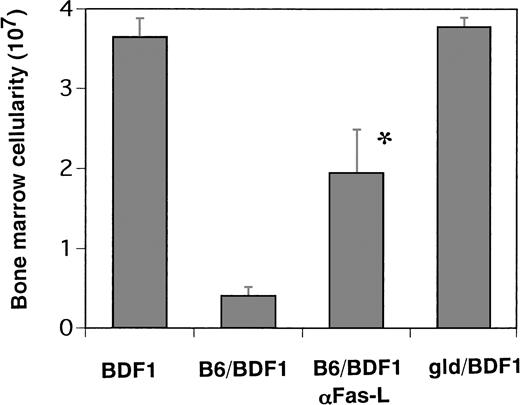 Fig. 5. The effects of anti-Fas ligand antibody administration in vivo and the transfer of Fas ligand defective B6 spleen cells. The mice were received 500 μg/body of MoAb against Fas ligand on days 0, 1, 4, 7, and 10 after B6 spleen cell transfer (B6/BDF1 αFas-L). The mice were injected with 5 × 107 of FasL-defective (gld) B6 spleen cells (gld/BDF1) or B6 cells (B6/BDF1). On day 14 after transfer, the mice were killed to remove their BM cells. The total cell numbers from five mice were expressed as the mean ± SEM. BDF1 represents the control mice injected with the same amounts of rat IgG1 intraperitoneally on the same schedule as mentioned above. *Significant increase versus B6/BDF1 (P < .01).