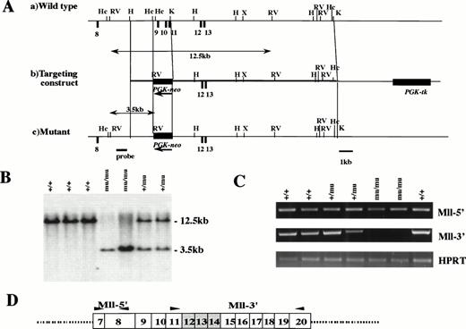Fig. 1. Targeted disruption of Mll. (A) Restriction map of wild-type allele (a), targeting vector (b), and mutant allele (c). Exons, PGK-neo, and PGK-tk are depicted as closed boxes. Exons are numbered according to human MLL exons previously reported.40 Arrows indicate the transcriptional direction of PGK-neo. H, HindIII; Hc, HincII; K, Kpn I; RV, EcoRV; X, Xho I. (B) Southern blot analysis of fetal DNA. Genomic DNA isolated from embryos was digested withEcoRV and hybridized with the probe shown in (A). Bands are indicated corresponding to wild-type (12.5 kb) and mutant (3.5 kb) genes. Wild-type (+/+), heterozygous (+/mu), and homozygous (mu/mu) genotypes are shown. (C) RT-PCR analysis of Mll transcripts from F2 fetus. The primers of Mll-5′ and Mll-3′ are indicated by arrows in (D). The numbers of exons are shown in boxes. Deleted exons are depicted as shaded boxes.