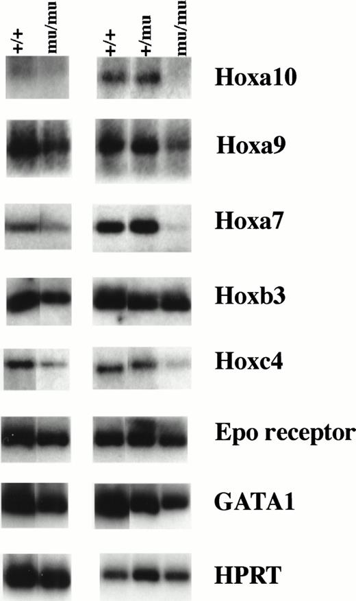 Fig. 10. RT-PCR analysis of Hox genes and hematopoietic markers. RNA was extracted from fetal livers at E12.5. Results from two independent experiments are shown. +/+,Mll+/+; +/mu, Mll+/mu; mu/mu, Mllmu/mu.
