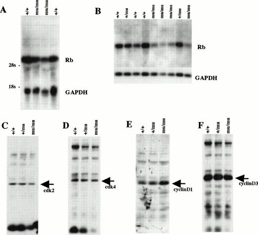 Fig. 11. Cell-cycle–related gene expression. (A) Northern blot analysis of Rb using RNA from whole embryos at E12.5. (B) Northern blot analysis of Rb using RNA from fetal livers at E12.5. (C) Western blot analysis of cdk2 using whole-body lysate at E12.5. (D) Western blot analysis of cdk4 using whole-body lysate at E12.5. (E) Western blot analysis of cyclinD1 using whole-body lysate at E12.5. (F) Western blot analysis of cyclinD3 using whole-body lysate at E12.5. +/+, Mll+/+; +/mu, Mll+/mu; mu/mu, Mllmu/mu.