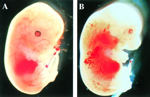 Fig. 2. Appearance of embryos at E13.5. (A) Wild-type littermate. (B) Appearance of the homozygous Mll embryo. Subcutaneous edema and hemorrhage are seen.